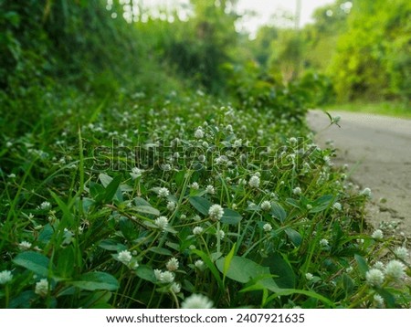 weeds growing along the road. has lots of flowers as long as the grass is there. The flowers are small and white. taking pictures with a smart phone