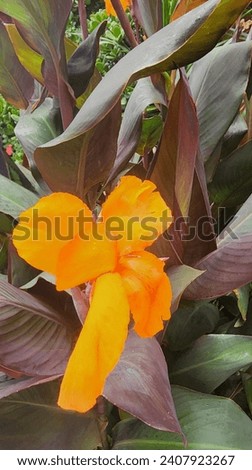 Lovely canna durban, an exotic flower