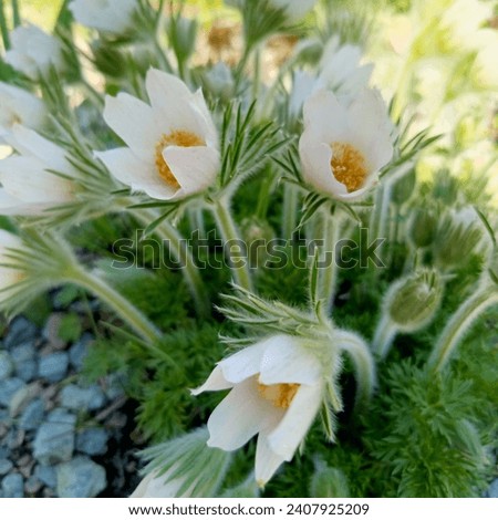 White blooming pulsatilla vulgaris alba in the garden on a sunny spring day.first spring flowers. Nature wallpaper. Royalty-Free Stock Photo #2407925209