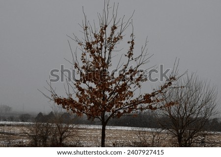 Leaves on a tree in a snowy field