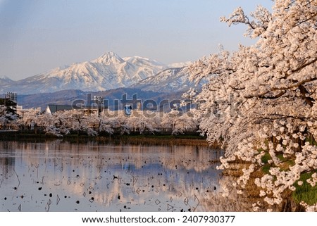 Beautiful cherry blossom trees (Sakura Namiki) along the river in the morning light, with snow capped Mount Myoko in background, in Takada Castle Park in Joetsu City, Niigata, Hokuriku Region, Japan