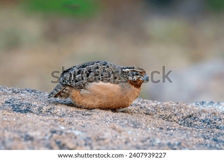 The jungle bush quail (Perdicula asiatica)