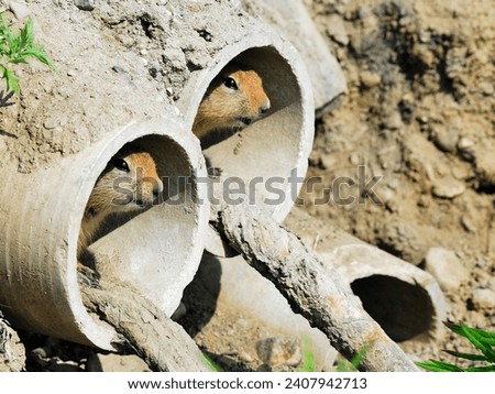 picture of two evragkas are looking out of hole