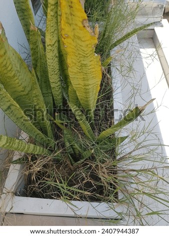 Snakes palnts with out 6 month water snake plant need lower continuity of water best plants...