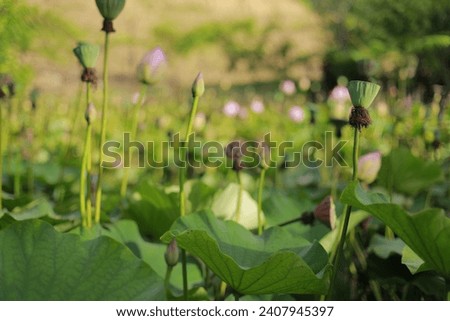 Beautiful lotus flowers and lotus flower plants