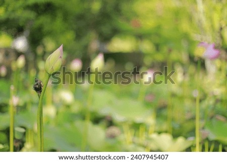 Beautiful lotus flowers and lotus flower plants