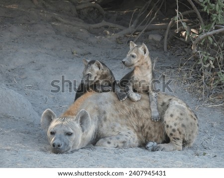 Hyena Mother with hungry pups