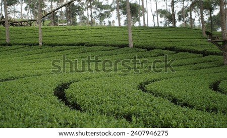 the green tea gardens are beautiful and charming