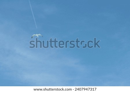 Seagull in the sky against the backdrop of an airplane train. 
slipstream Royalty-Free Stock Photo #2407947317
