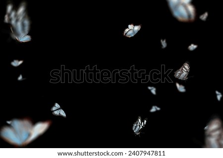 beautiful entomology collection of different tropical butterflies on black background