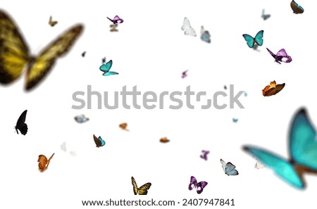 Captivating Butterflies: Vibrant Colors, Isolated on White Background. Explore Stunning Butterfly Overlays for Creative Design