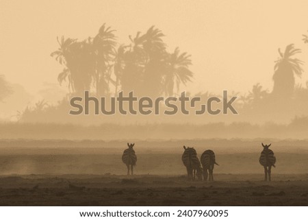 a group of zebras in a dust storm in Amboseli NP