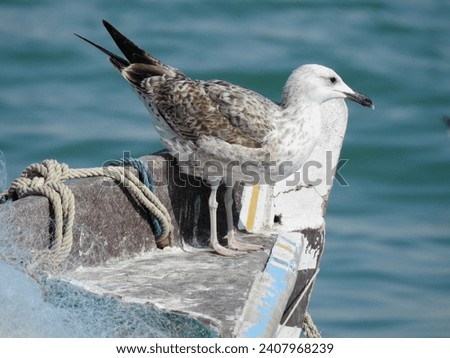 An oceanic bird seagull is sitting on the boat 
