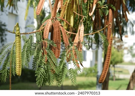 non edited raw photo of Horse or wild tamarind, Jumbie bean, Lead tree, Leucaena leucocephala tree seed with blurry backgrounds of buildings