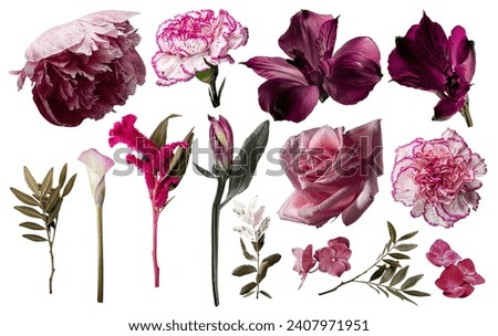 Set of pink and burgundy color flowers. Isolated on white background for your projects