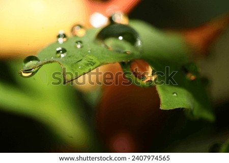 Water Droplets on green leaf