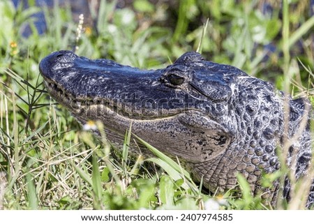 Florida Wetland Wildlife: Closeup of a Sunbathing Wild Alligator in Natural Habitat
