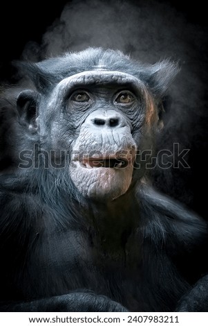 close-up front view portrait of a monkey on a black background