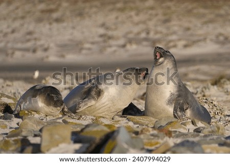 Recently weaned Southern Elephant Seal pups (Mirounga leonina) play fighting on Sea Lion Island in the Falkland Islands. Royalty-Free Stock Photo #2407994029
