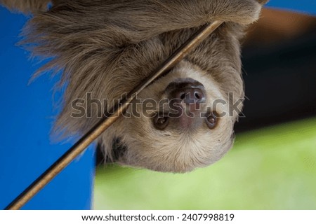 Two toed sloth hanging upside down.