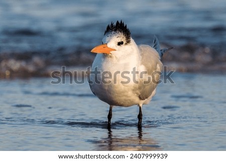 Majestic Coastal Stroll: Royal Tern with Crown Raised Wading through the Waters of a Florida Beach