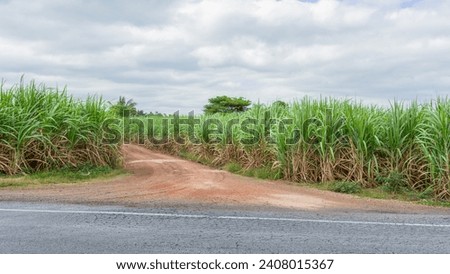 Picture of a driveway on a dirt road It is a tough travel route. because there is no paved road On the side were tall grass growing along the road.