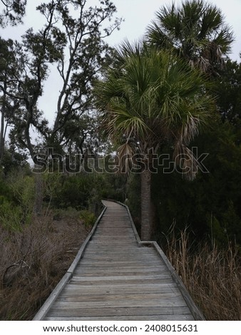 Tropical Trees by a Wooden Boardwalk 