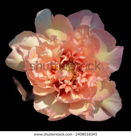 The peony is a flowering plant in the genus Paeonia, the only genus in the family Paeoniaceae. They are native to Asia, Southern Europe and Western North America