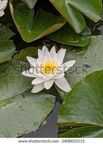 a close up of a Lilly pad flower, surrounded by lilly pads on a lake Royalty-Free Stock Photo #2408033115