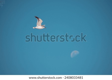 Seagull flying in a clear blue sky, with the moon in the background