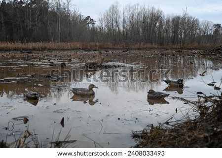 Duck decoys floating in swamp