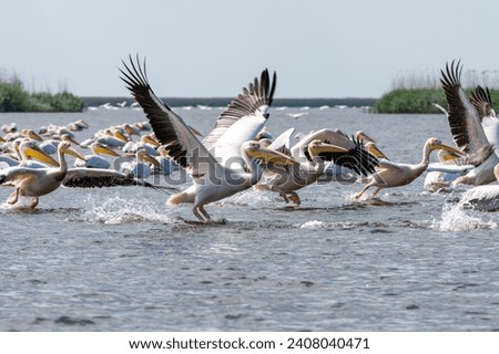 Flock of pelicans in flight, rosu lake in danube delta, romania near sulina	