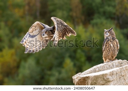Eurasian Eagle Owl (Bubo bubo) in pair, flying bird with open wings with the autumn forest in the background, animal in the nature habitat.