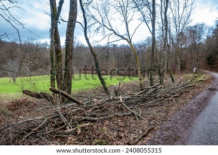 Damaged and felled trees after a storm Royalty-Free Stock Photo #2408055315