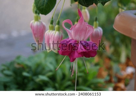 Giant fuchsia 'Bella Rosella' blooms with pink to light purple flowers in a flower pot in October. Fuchsia, is a genus of perennial plants of the Cyprus family, Onagraceae. Berlin, Germany Royalty-Free Stock Photo #2408061153