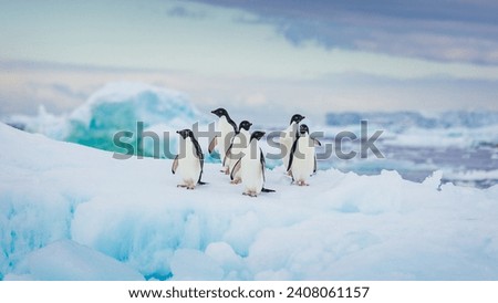 portrait of some adelie penguins on ice