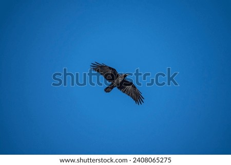 A East black crow (Corvus corone orientalis) in flight. Middle Siberia Royalty-Free Stock Photo #2408065275
