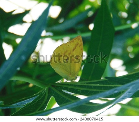 photo of a beautiful yellow butterfly, perched on a green leaf