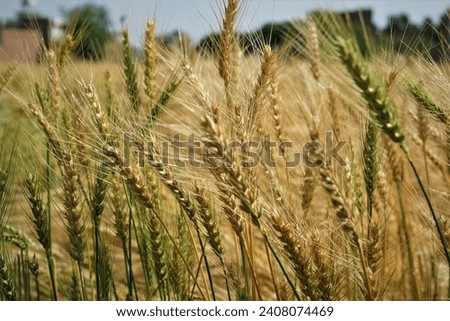 wheat field . In this picture wheat plants are turning from green to yellow because this crop is going to ready to reap 