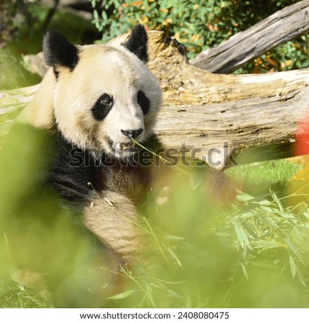 Giant panda having some snacks behind the bushes