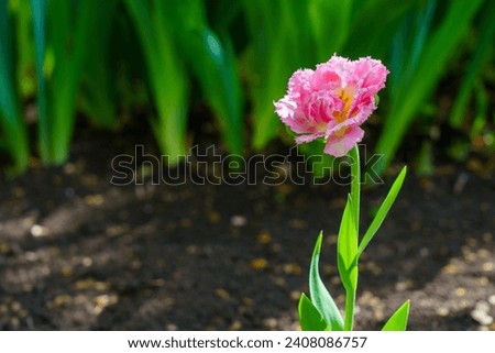Flowers in a flower bed tulips. Greening the urban environment. Background with selective focus and copy space