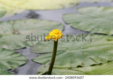Yellow water lily (Nuphar lutea) - a species of aquatic perennial from the family Nymphaeaceae.