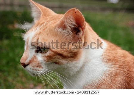 A cute orange cat posing in a meadow. Portrait of Orange Cat in the Garden. Orange Cat Enjoy Spring In The Backyard