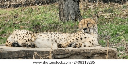 cheetah naps in her zoo enclosure 