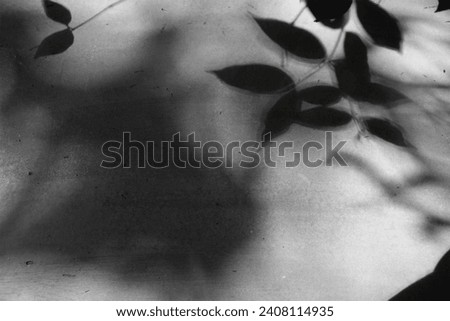 Captivating Abstract Leaf Shadow Cast on a Cement Background