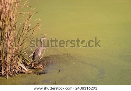 A heron standing beside reed on the edge of a green surface of a pond filled with algae. Herons are long-legged, long-necked, freshwater and coastal birds in the family Ardeidae