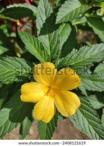 photo of damiana flowers in the morning which are yellow and blooming and have blue leaves which are very beautiful and enchanting