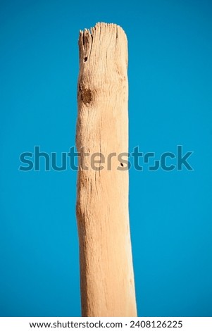 Tree trunk with a blue background