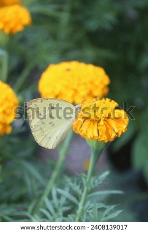 Portrait of yellow butterfly lands on blooming yellow flower with green leaves.