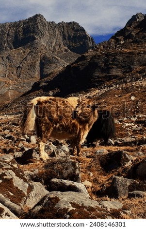 herd of domestic yak (bos grunniens) grazing in the high himalayan alpine meadow near sela pass, tawang in arunachal pradesh in north east india Royalty-Free Stock Photo #2408146301